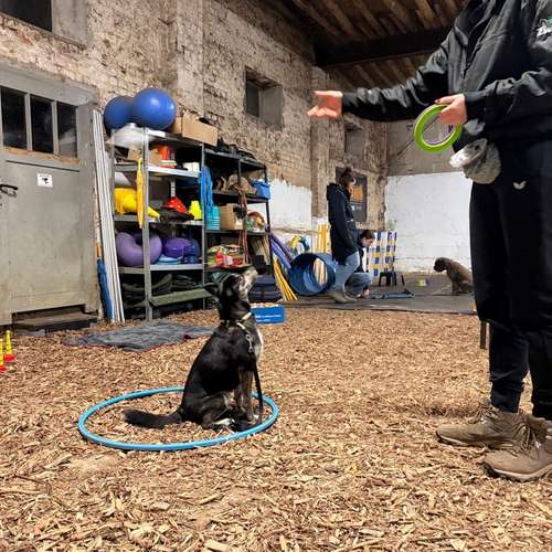 Hundeauslaufgebiet-Hundeschule Maureen‘s Dogs-Bild