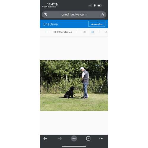 Hundeauslaufgebiet-Hundeschule Maureen‘s Dogs-Bild