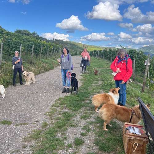 Hundeauslaufgebiet-Hundeschule Maureen‘s Dogs-Bild