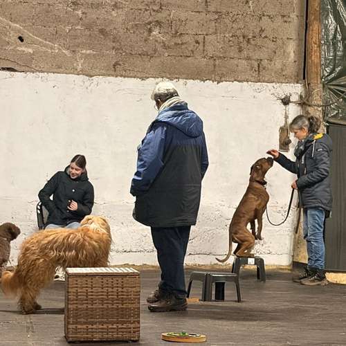 Hundeauslaufgebiet-Hundeschule Maureen‘s Dogs-Bild