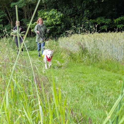 Hundeauslaufgebiet-Hundeschule Maureen‘s Dogs-Bild