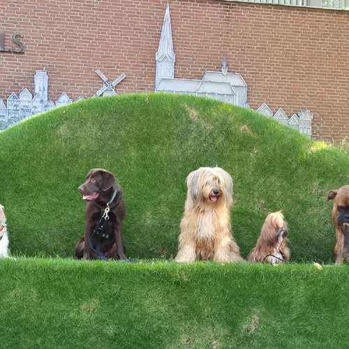 Hundeauslaufgebiet-Hundeschule Maureen‘s Dogs-Bild