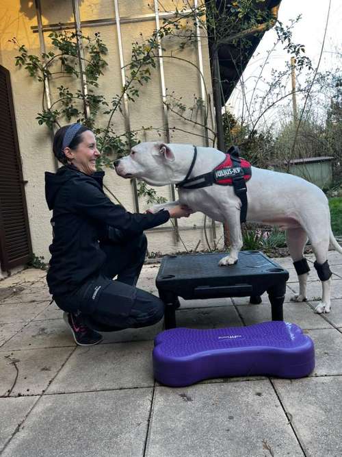 Hundeauslaufgebiet-Hundephysiotherapie Baier-Bild