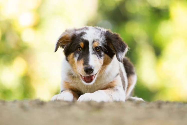 Hundeauslaufgebiet-Cornelia Brickum Hundefotografie-Bild