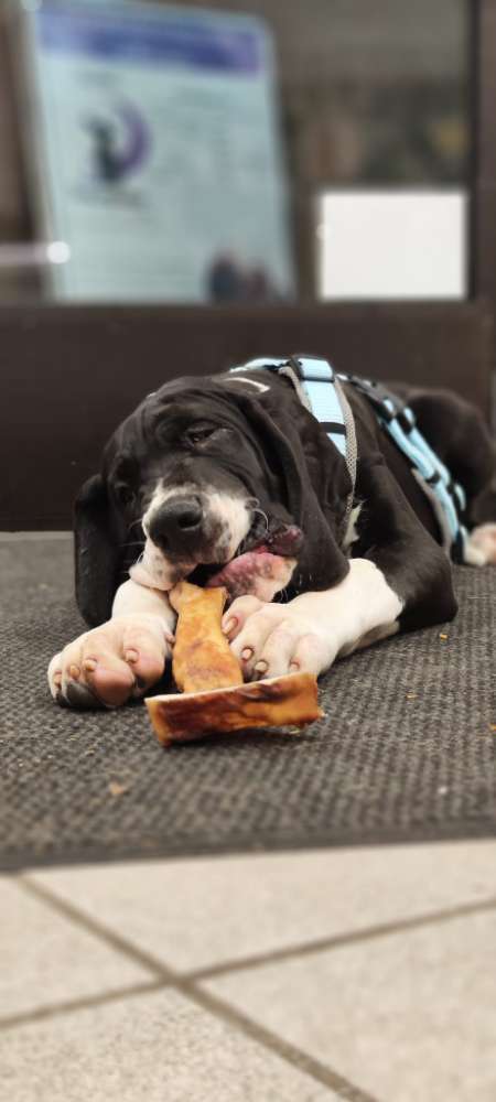 Hundeauslaufgebiet-Auras Traumfutter & mehr GmbH-Bild