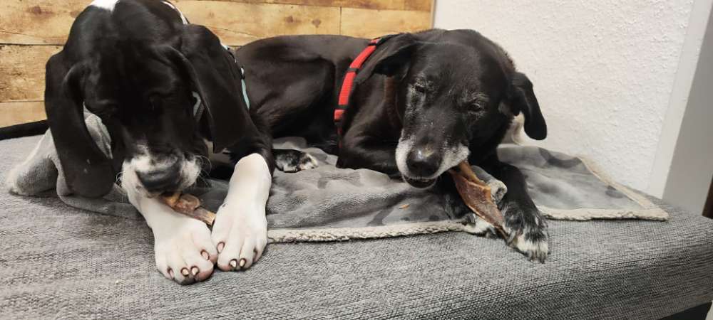 Hundeauslaufgebiet-Auras Traumfutter & mehr GmbH-Bild