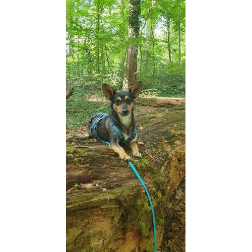 Hundeauslaufgebiet-D.Y. Dogwalker-Bild