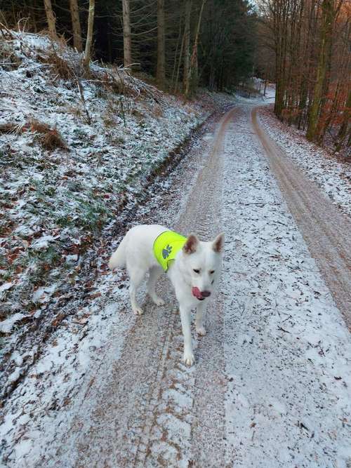 Hundeauslaufgebiet-Dr.med.vet. Marco Germann-Bild