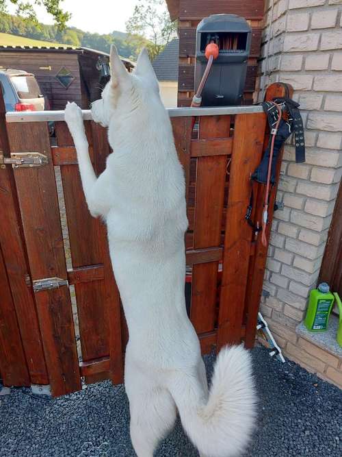 Hundeauslaufgebiet-Dr.med.vet. Marco Germann-Bild