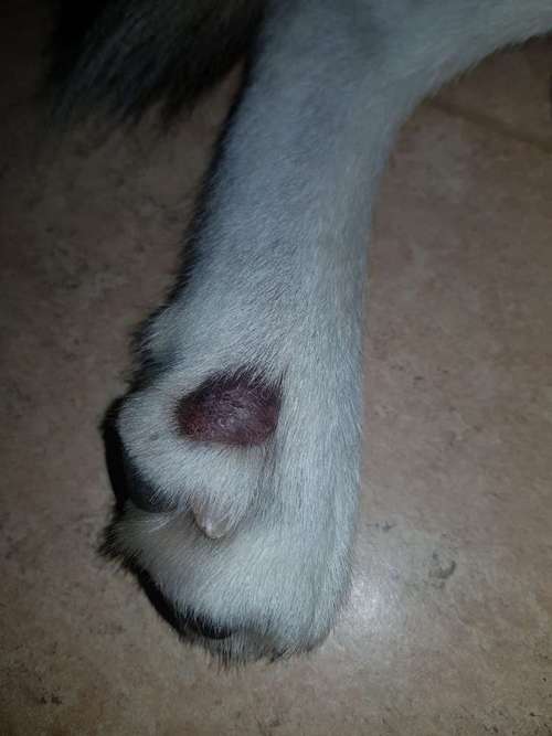 Hundeauslaufgebiet-Tierheilpraxis Pia Ewald-Bild