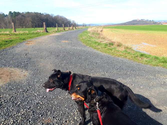 Hundeauslaufgebiet-Tierheilpraxis Pia Ewald-Bild