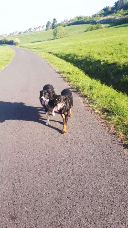 Hundeauslaufgebiet-Tierheilpraxis Pia Ewald-Bild