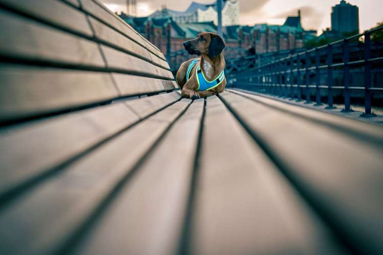 Hundeauslaufgebiet-hArtphotographie-Bild