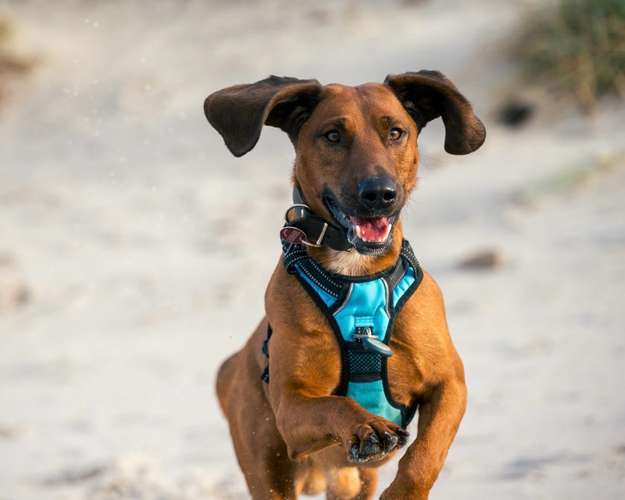 Hundeauslaufgebiet-hArtphotographie-Bild