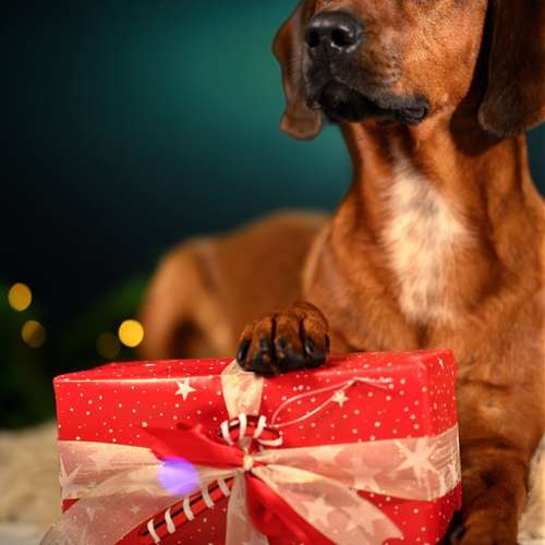 Hundeauslaufgebiet-hArtphotographie-Bild