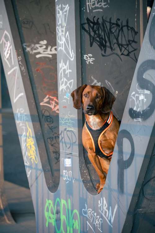 Hundeauslaufgebiet-hArtphotographie-Bild