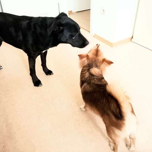 Hundeauslaufgebiet-Alexandra & Foxy-Bild