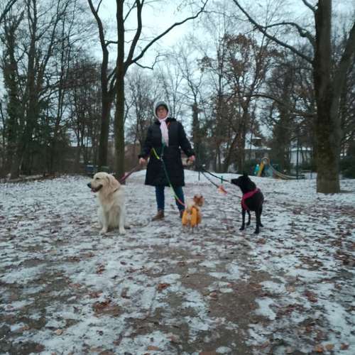 Hundeauslaufgebiet-Alexandra & Foxy-Bild