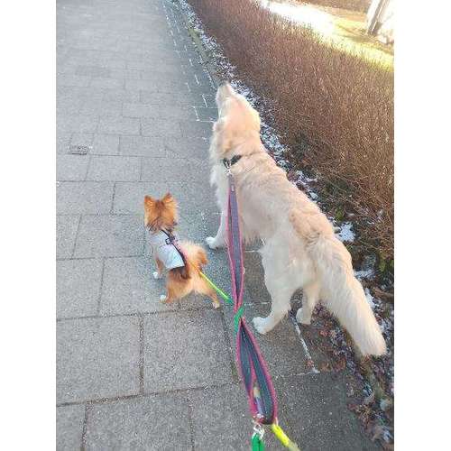 Hundeauslaufgebiet-Alexandra & Foxy-Bild
