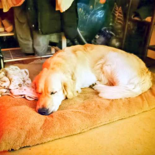 Hundeauslaufgebiet-Alexandra & Foxy-Bild