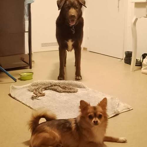 Hundeauslaufgebiet-Alexandra & Foxy-Bild