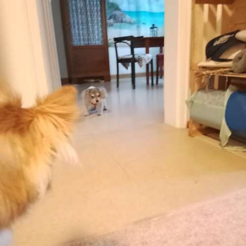 Hundeauslaufgebiet-Alexandra & Foxy-Bild