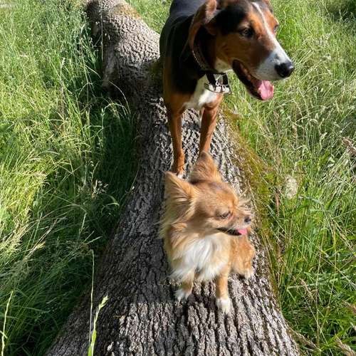 Hundeauslaufgebiet-Alexandra & Foxy-Bild