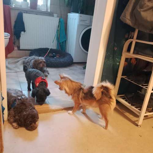 Hundeauslaufgebiet-Alexandra & Foxy-Bild