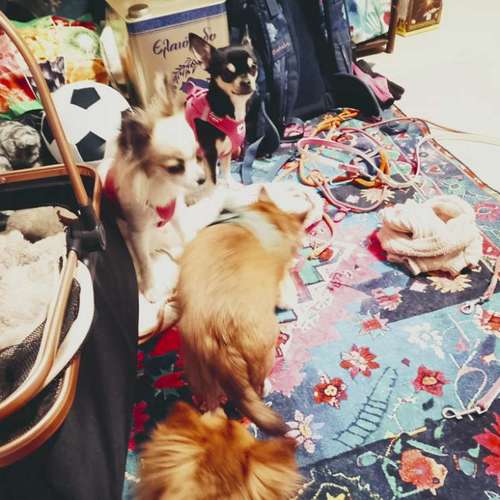 Hundeauslaufgebiet-Alexandra & Foxy-Bild