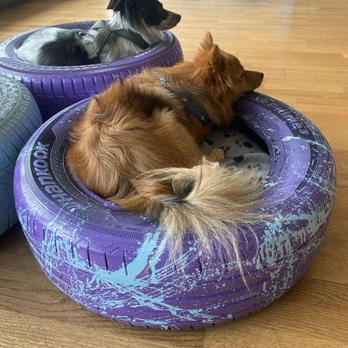 Hundeauslaufgebiet-DogMoms-Bild