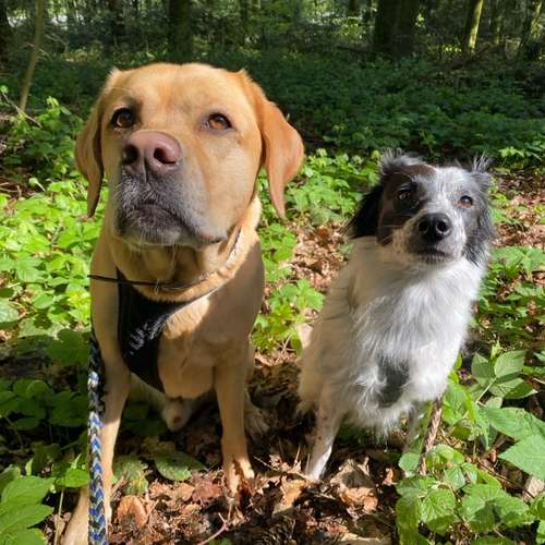 Hundeauslaufgebiet-DogMoms-Bild