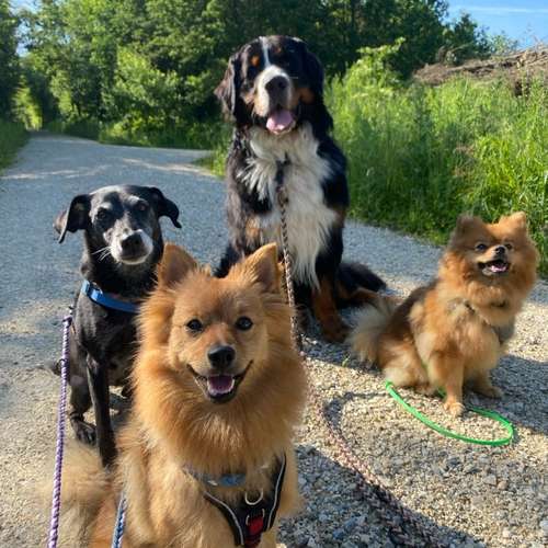 Hundeauslaufgebiet-DogMoms-Bild