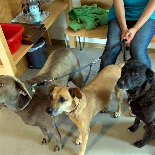 Hundeauslaufgebiet-Tierarztpraxis Taday-Bild