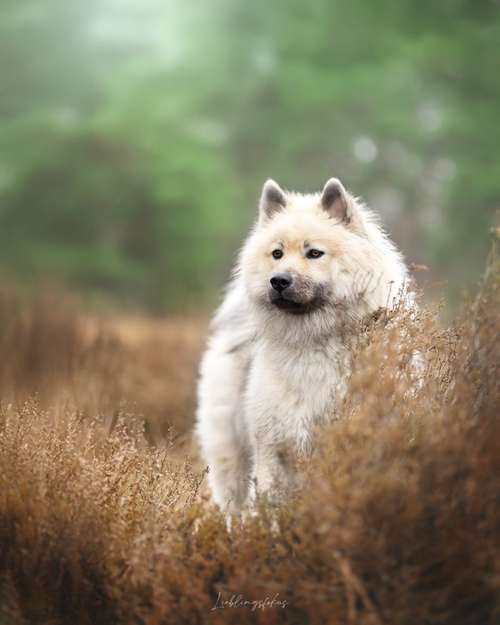 Hundeauslaufgebiet-Lieblingsfokus.de-Bild