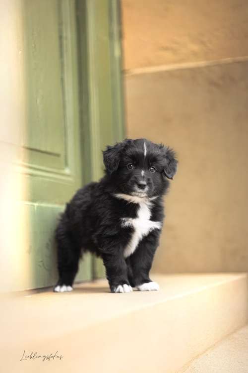Hundeauslaufgebiet-Lieblingsfokus.de-Bild