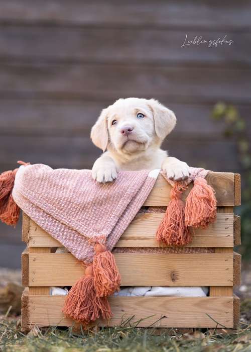 Hundeauslaufgebiet-Lieblingsfokus.de-Bild