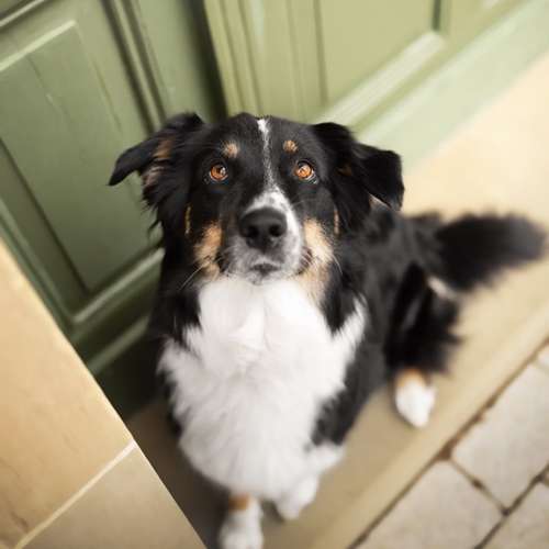 Hundeauslaufgebiet-Lieblingsfokus.de-Bild