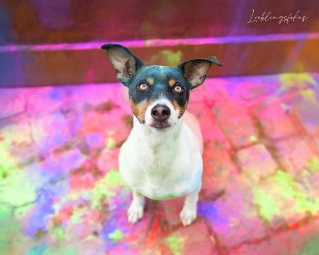 Hundeauslaufgebiet-Lieblingsfokus.de-Bild