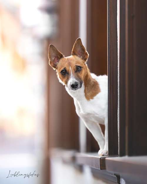 Hundeauslaufgebiet-Lieblingsfokus.de-Bild
