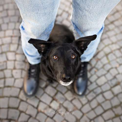Hundeauslaufgebiet-Lieblingsfokus.de-Bild