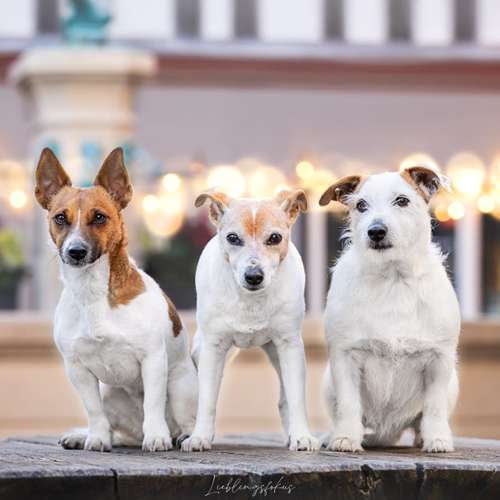 Hundeauslaufgebiet-Lieblingsfokus.de-Bild
