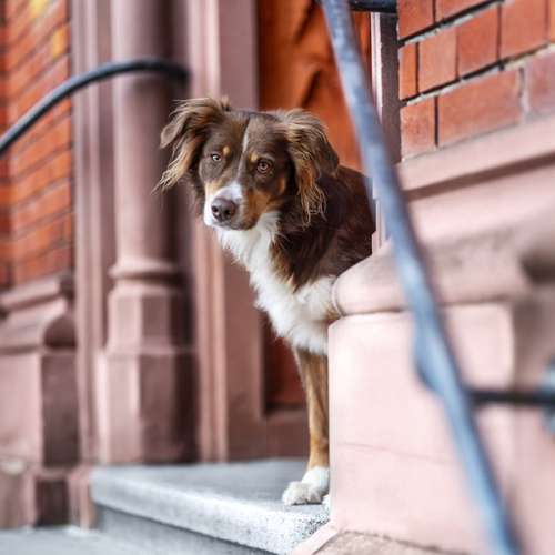 Hundeauslaufgebiet-Lieblingsfokus.de-Bild