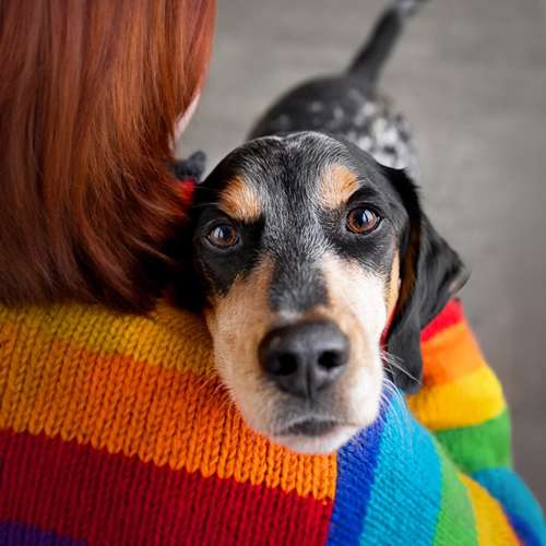 Hundeauslaufgebiet-Lieblingsfokus.de-Bild