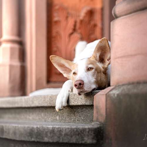 Hundeauslaufgebiet-Lieblingsfokus.de-Bild