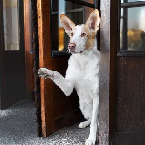 Hundeauslaufgebiet-Lieblingsfokus.de-Bild