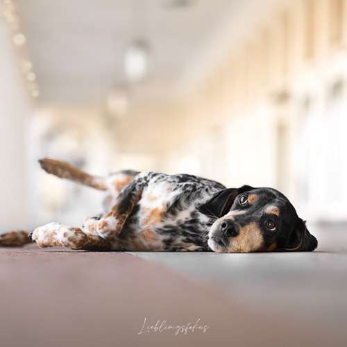 Hundeauslaufgebiet-Lieblingsfokus.de-Bild