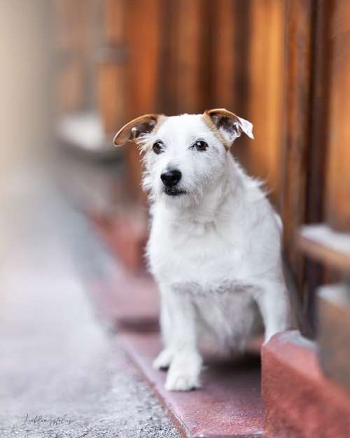 Hundeauslaufgebiet-Lieblingsfokus.de-Bild