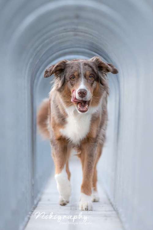 Hundeauslaufgebiet-Nikigraphy-Bild