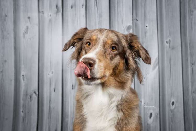 Hundeauslaufgebiet-Nikigraphy-Bild