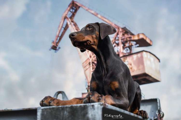 Hundeauslaufgebiet-Nikigraphy-Bild